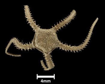 Media type: image;   Invertebrate Zoology OPH-5930 Description: Top down view of single ophiuroid specimen with a scale bar.;  Aspect: dorsal